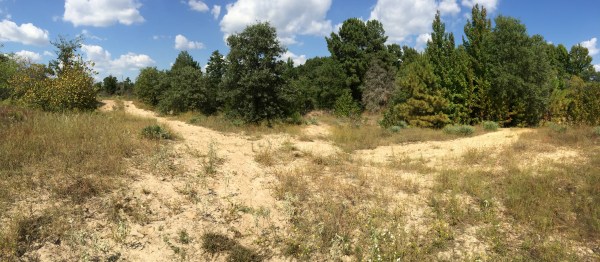 Sandy 2-track habitat for Cicindela scutellaris rugata & C. formosa pigmentosignata