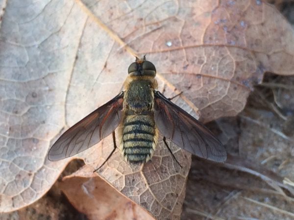 Undet. bee fly
