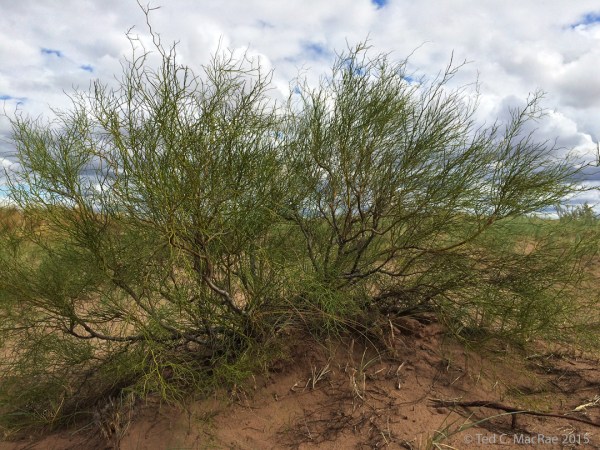 Host for Lampetis spp.