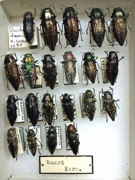 Lampetis baeri (Kerremans, 1910)