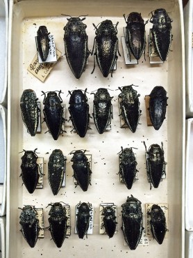 Lampetis corinthia (Fairmaire, 1864)