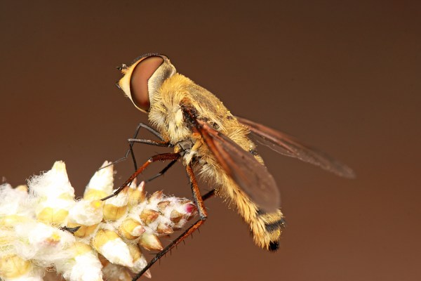 Poecilanthrax lucifer