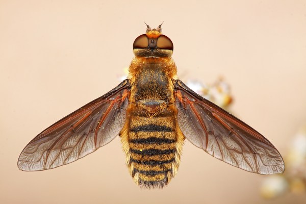 Poecilanthrax lucifer