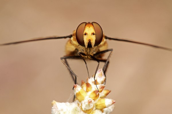 Poecilanthrax lucifer