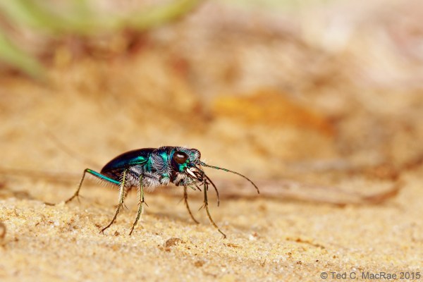 Cicindela scutellaris rugata