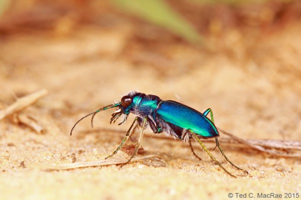 Cicindela scutellaris rugata