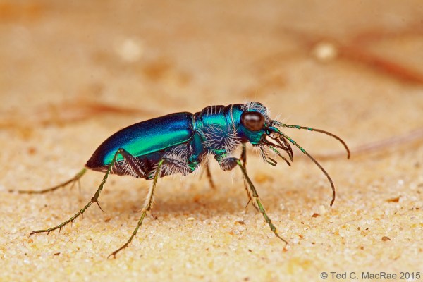 Cicindela scutellaris rugata
