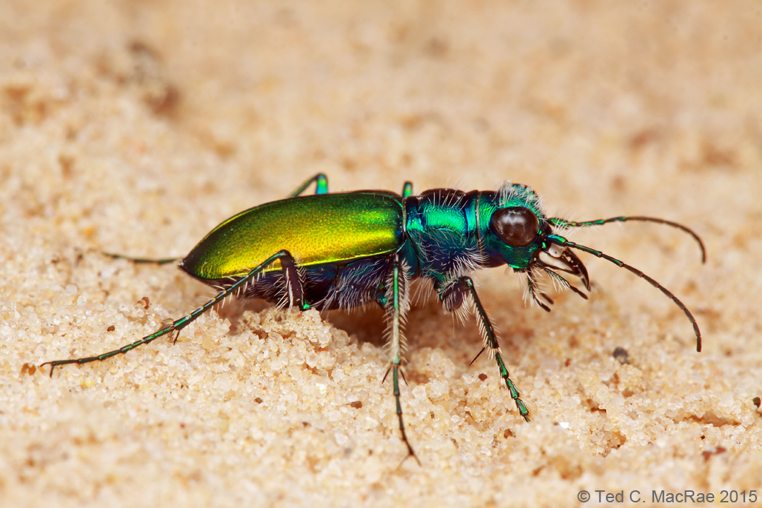 Cicindela scutellaris flavoviridis (chartreuse tiger beetle