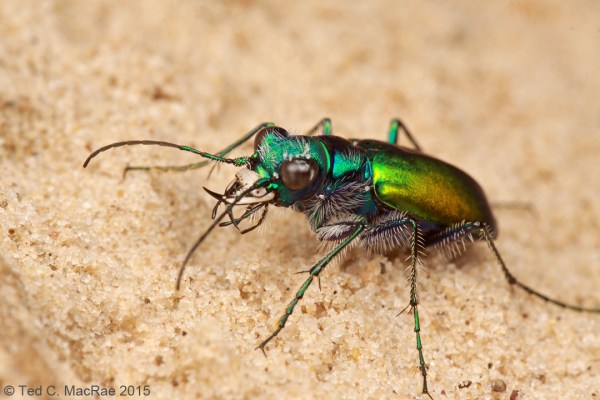 Cicindela scutellaris flavoviridis