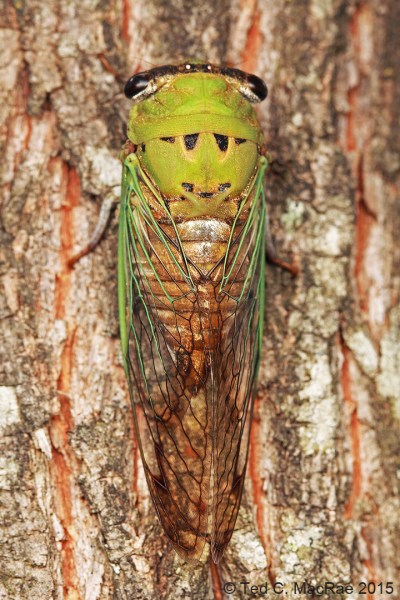 Neotibicen superbus