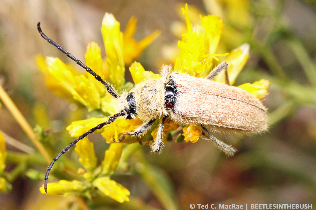 New Publications on Buprestidae and Cerambycidae | Beetles In The Bush