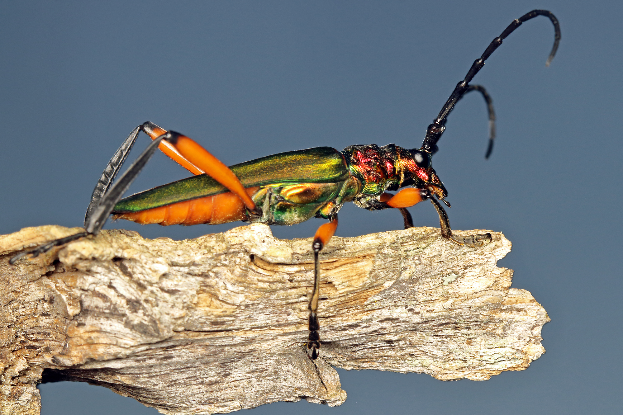 Plinthocoelium suaveolens suaveolens