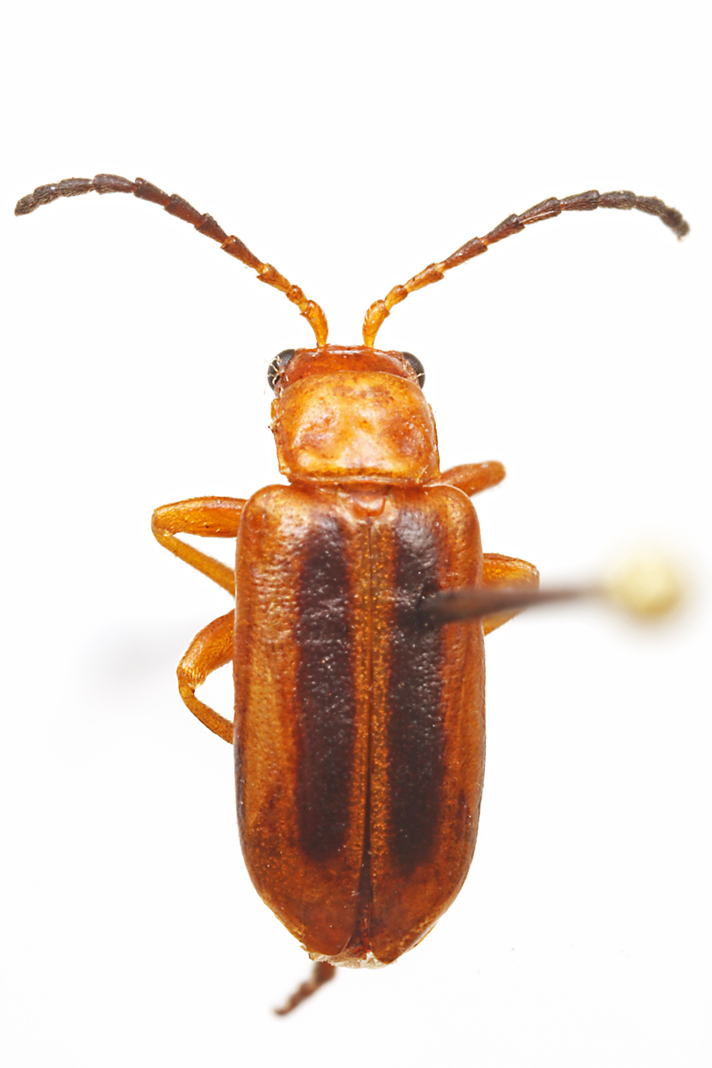 IMG_0665_enh_800x1200