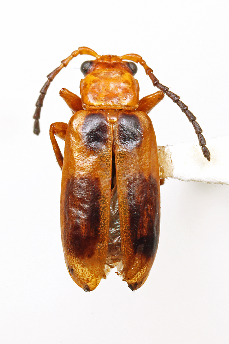 IMG_0667_enh_1200x800