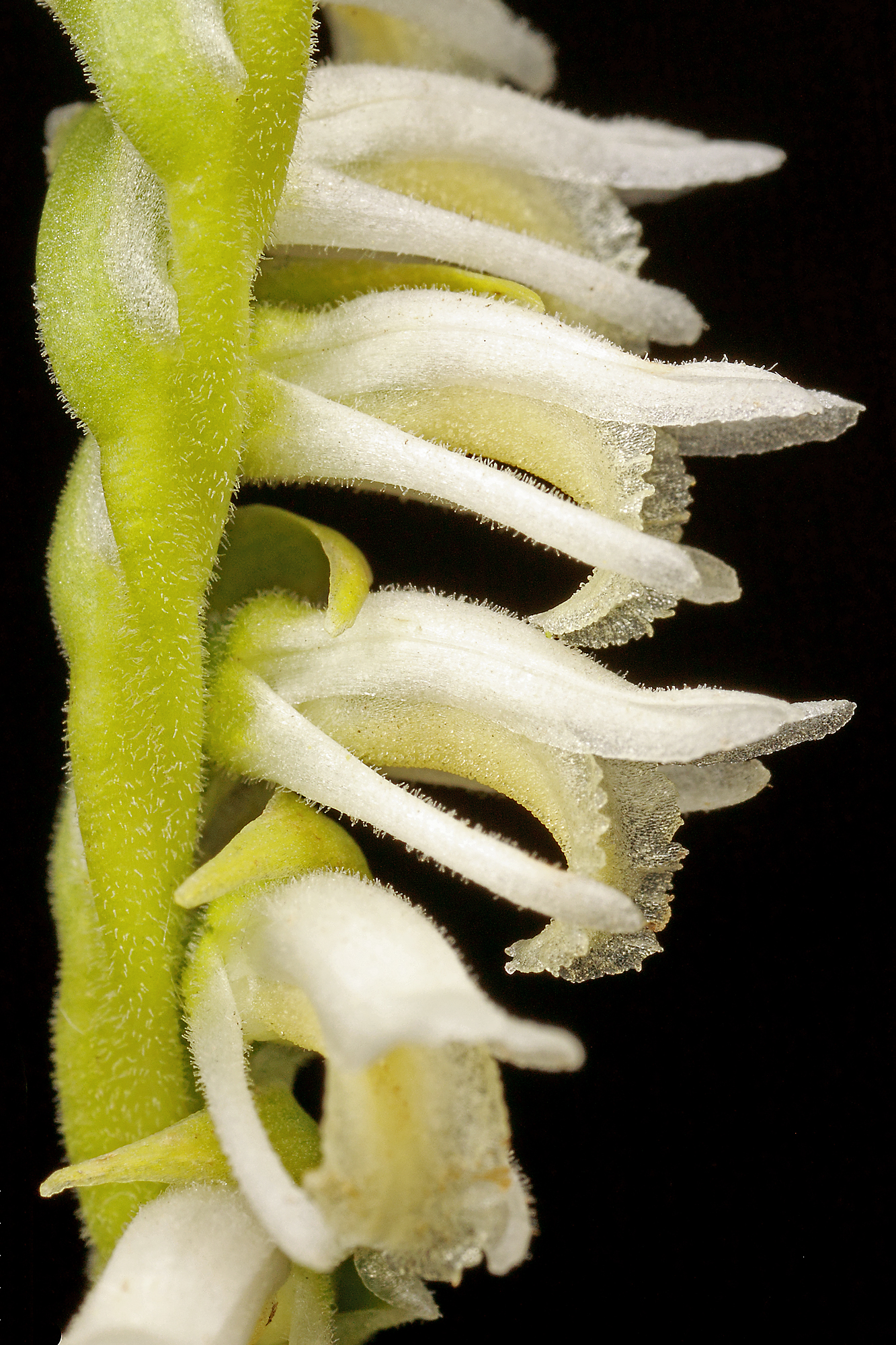 Spiranthes vernalis (spring lady's tresses)