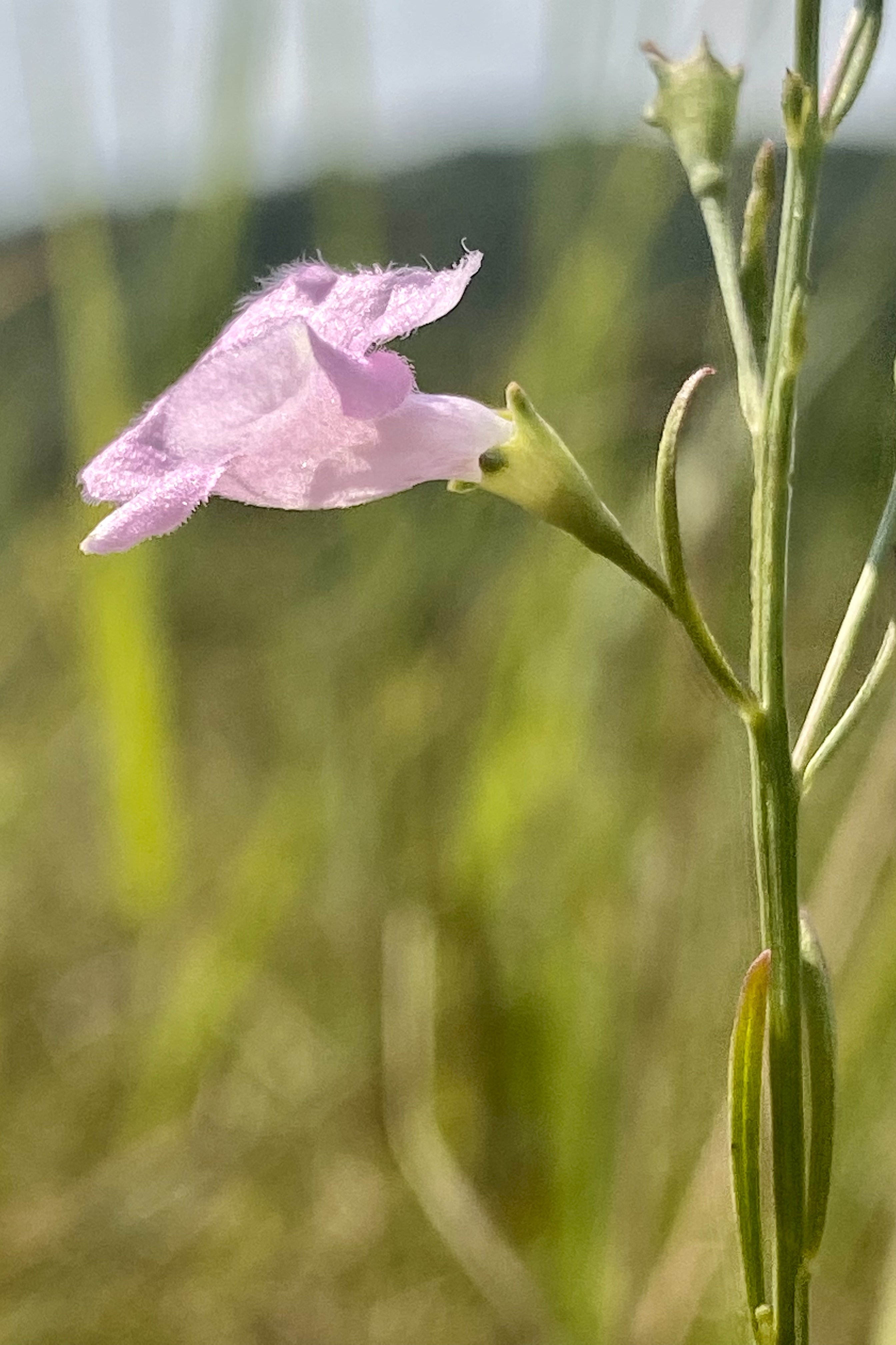 Plant of the day – Agalinis skinneriana (pale false foxglove) | Beetles ...
