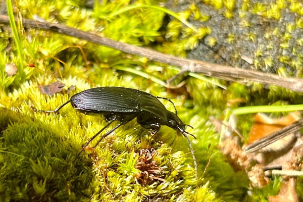 Coreidae  Beetles In The Bush