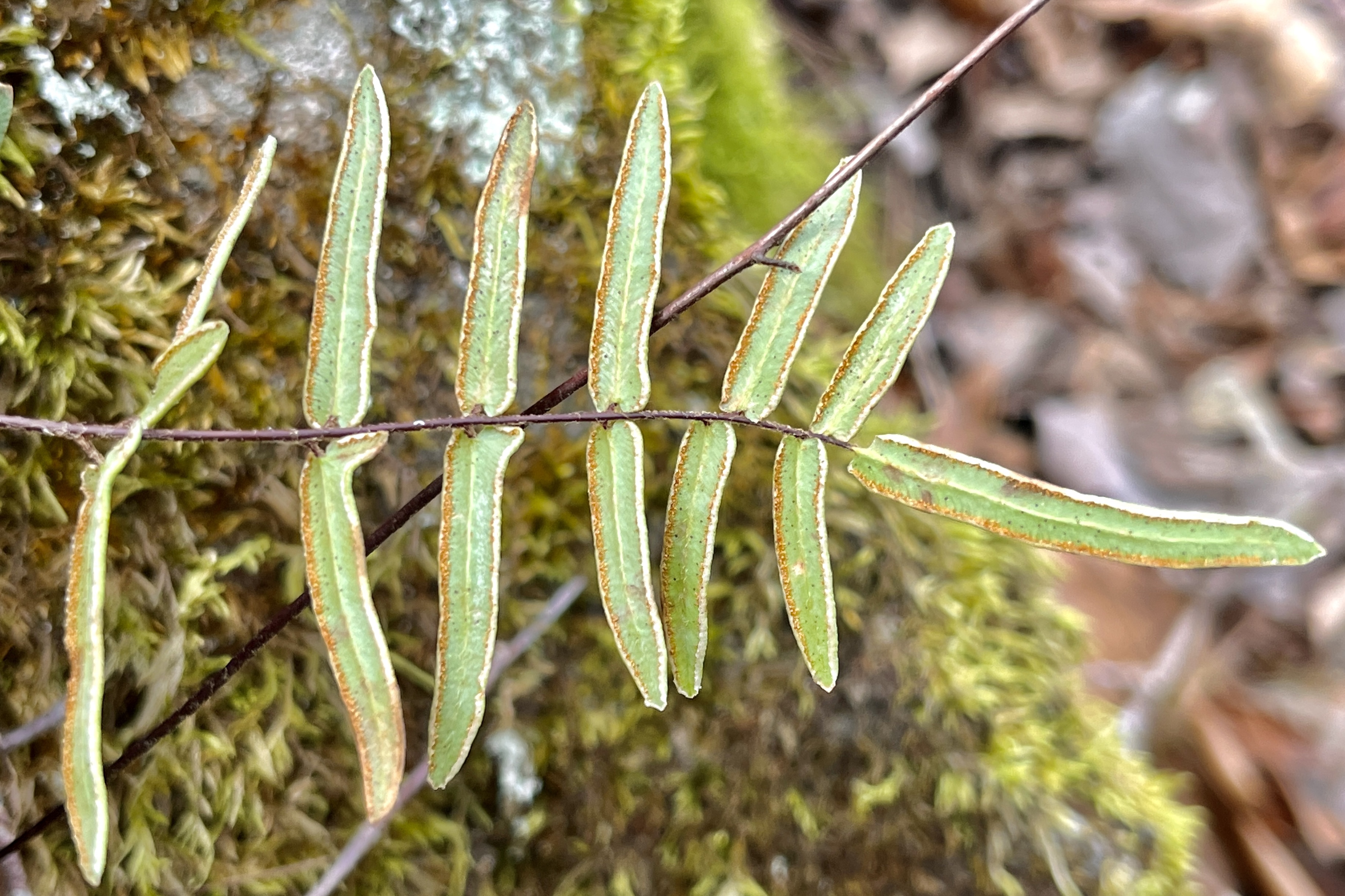 Pellae Botanizing at Meramec State Park, Natural Wonders Trail | Beetles In ...
