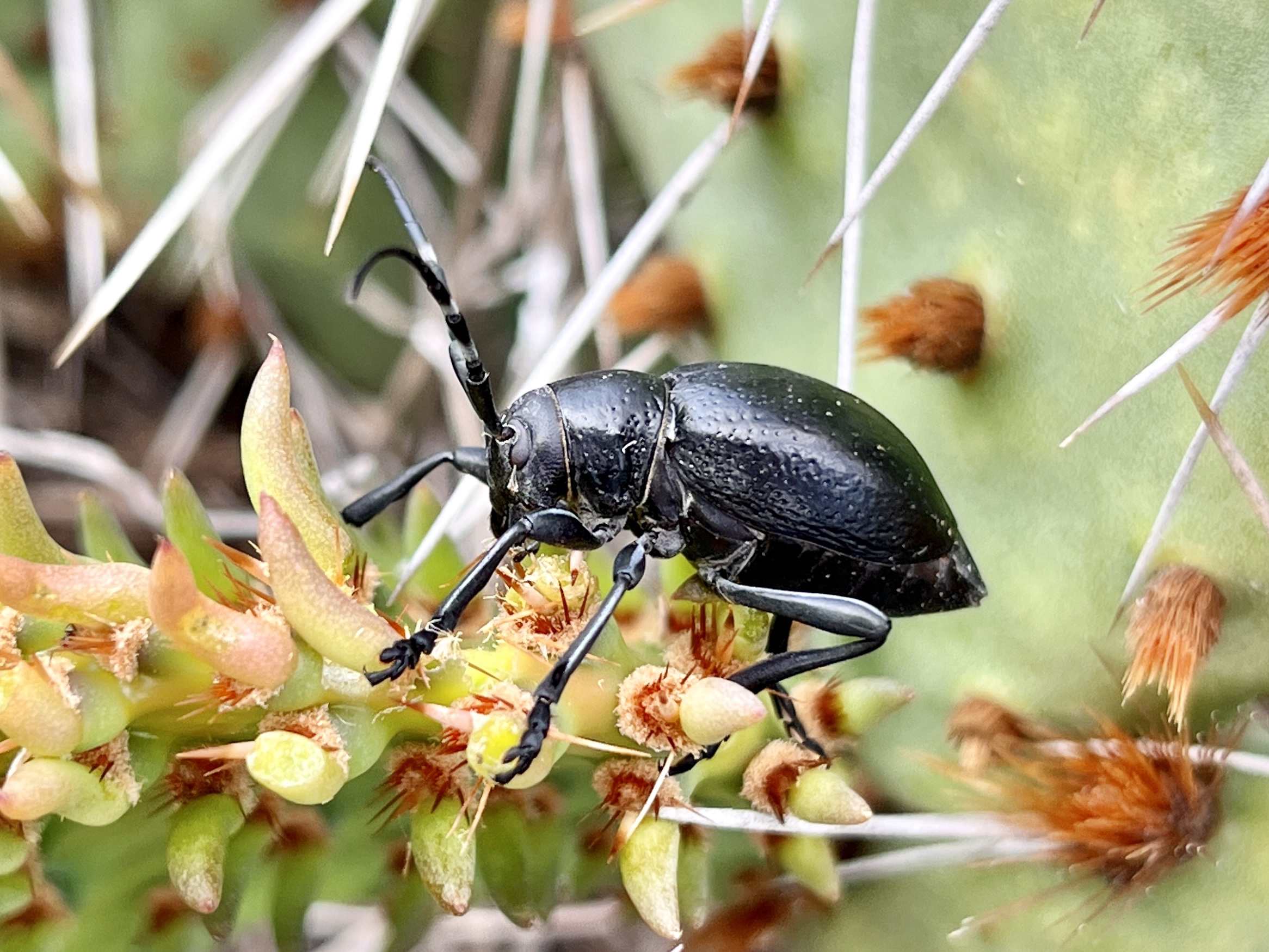 May | 2023 | Beetles In The Bush