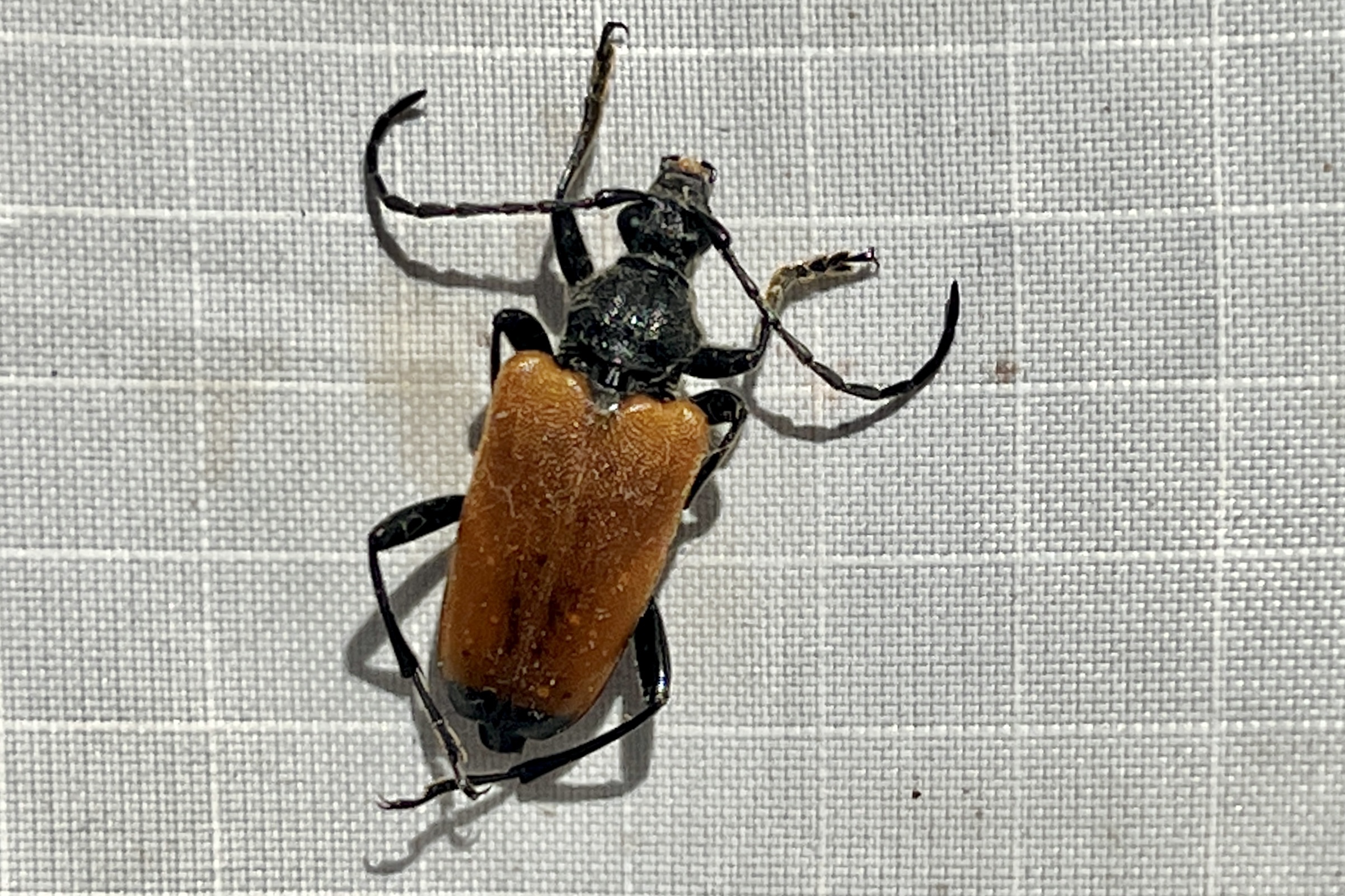 leaf beetles | Beetles In The Bush