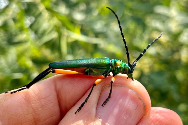 scarabs  Beetles In The Bush