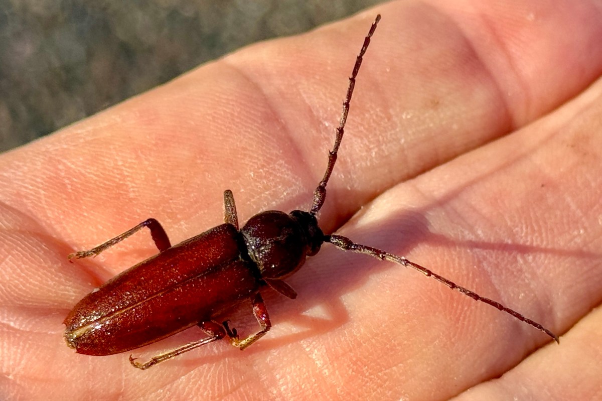 Beetles In New Mexico
