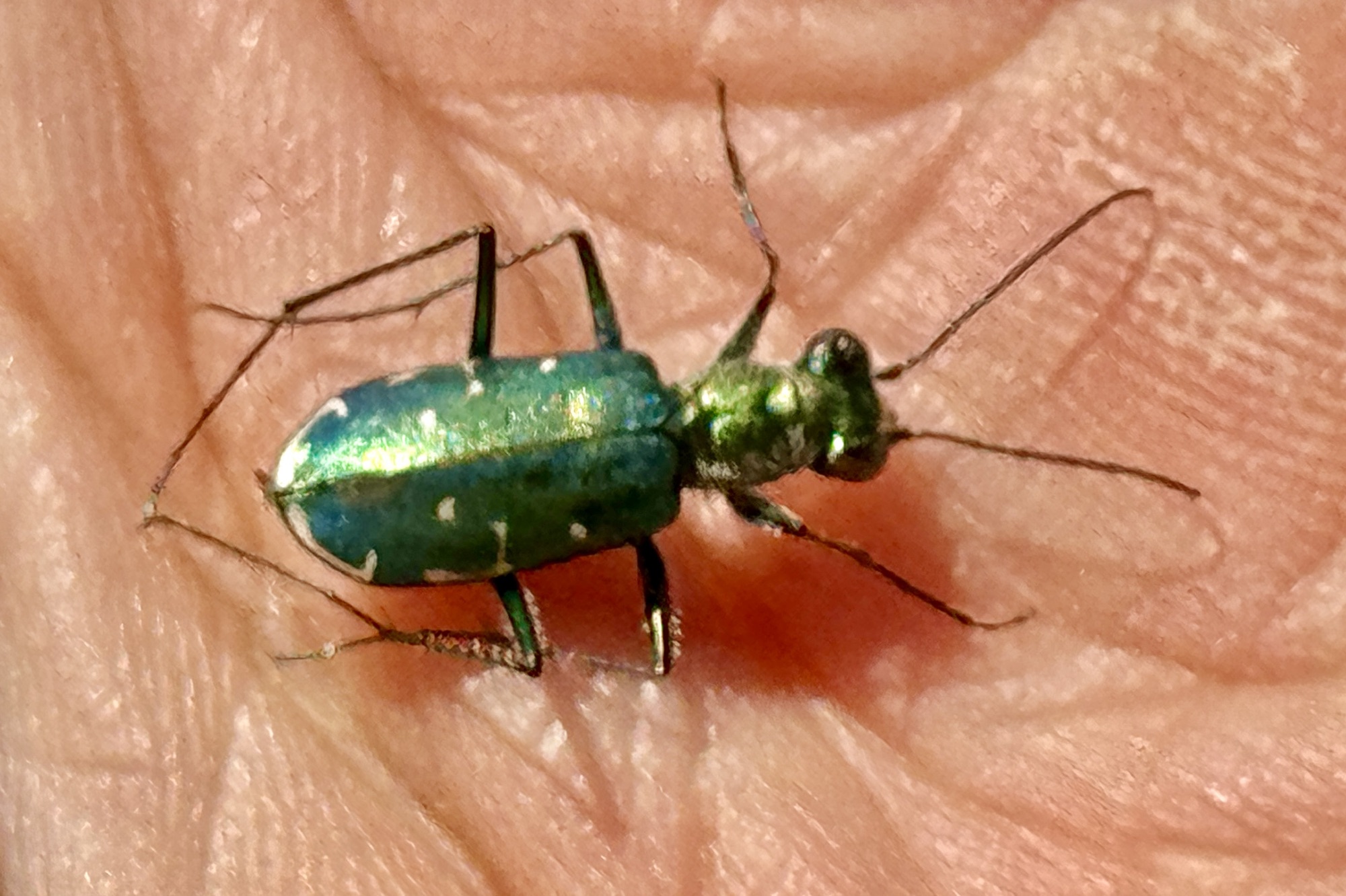 2024 New Mexico Insect Collecting Trip iReport: Finale | Beetles