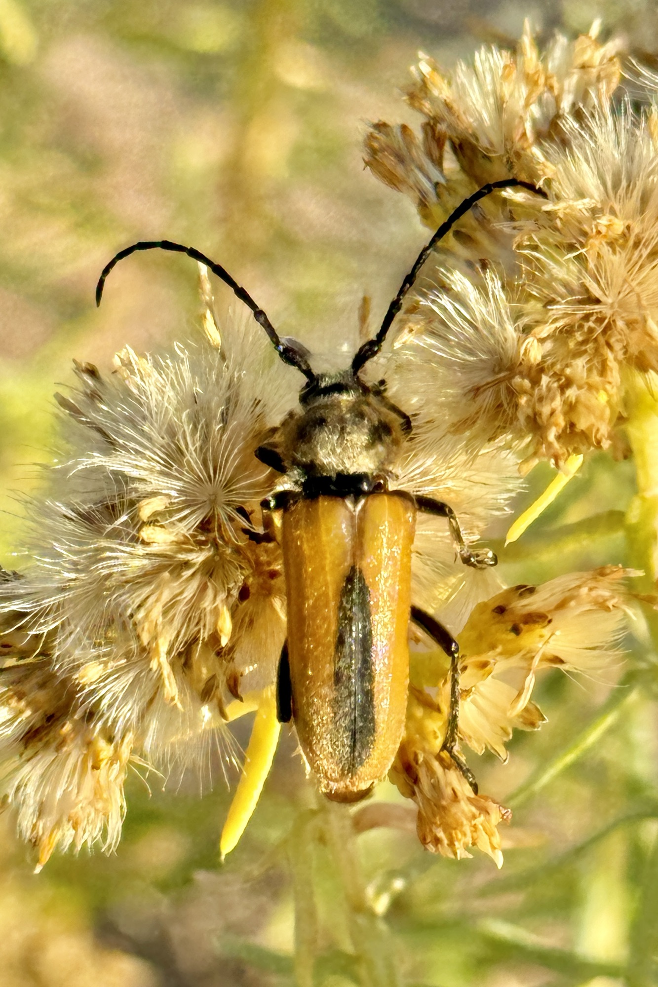 2024 New Mexico Insect Collecting Trip iReport: Finale | Beetles