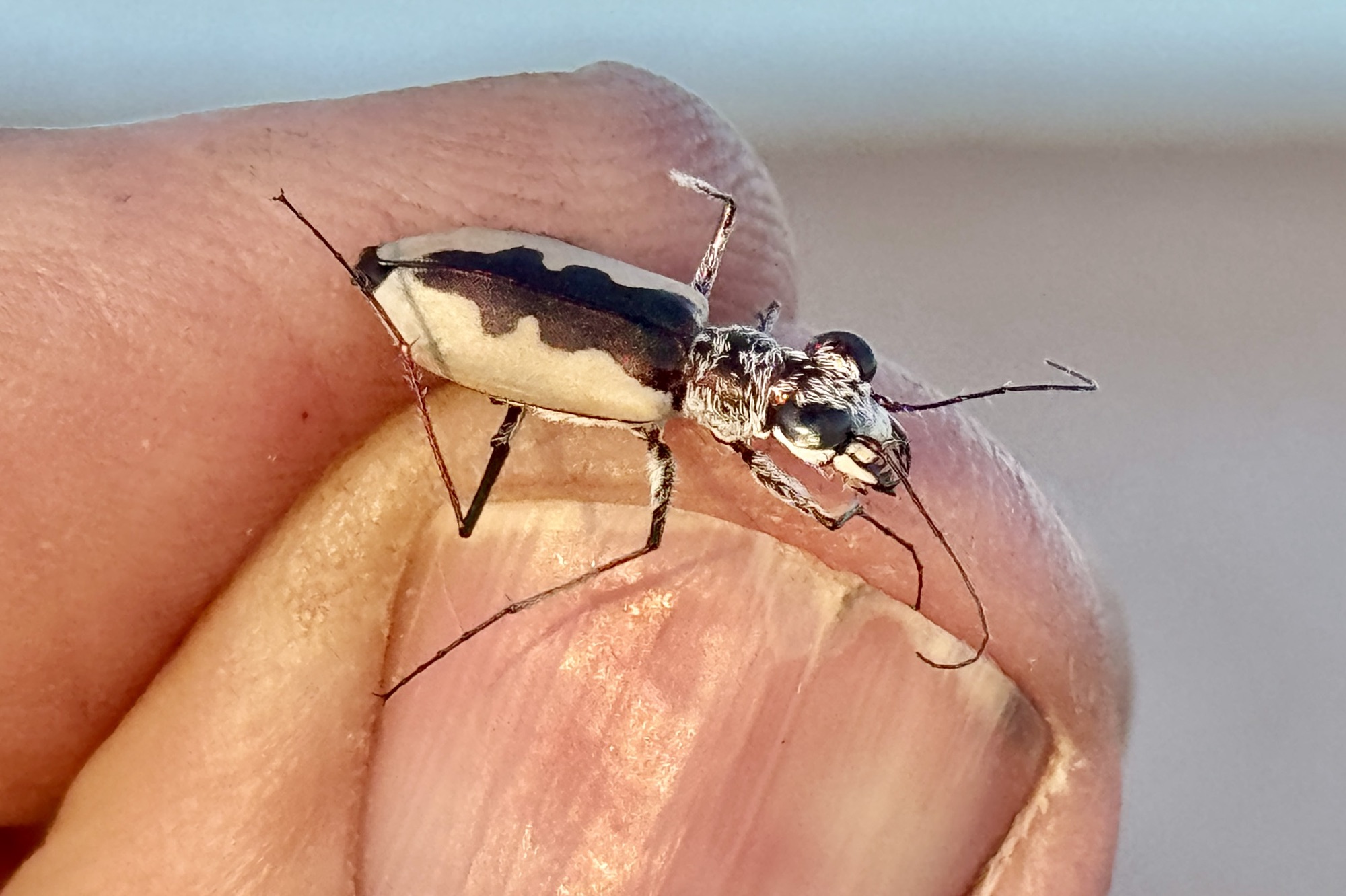 標本 Mexico Heterostenus buprestoides 41-64mm 2024 New Mexico Insect Collecting Trip iReport: Finale | Beetles