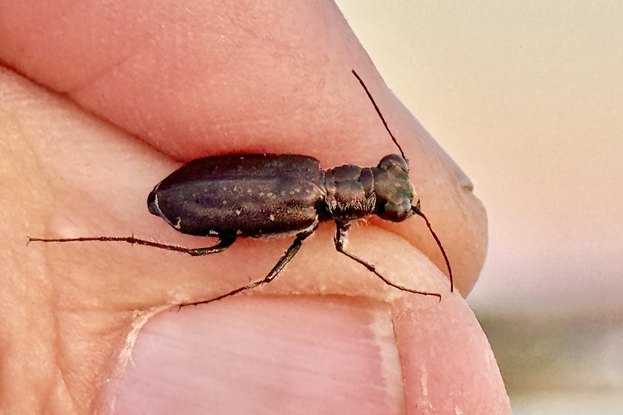 2024 New Mexico Insect Collecting Trip iReport: Finale | Beetles