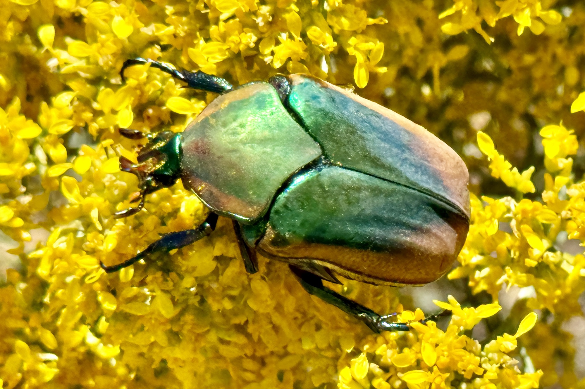 2024 New Mexico Insect Collecting Trip iReport: Finale | Beetles