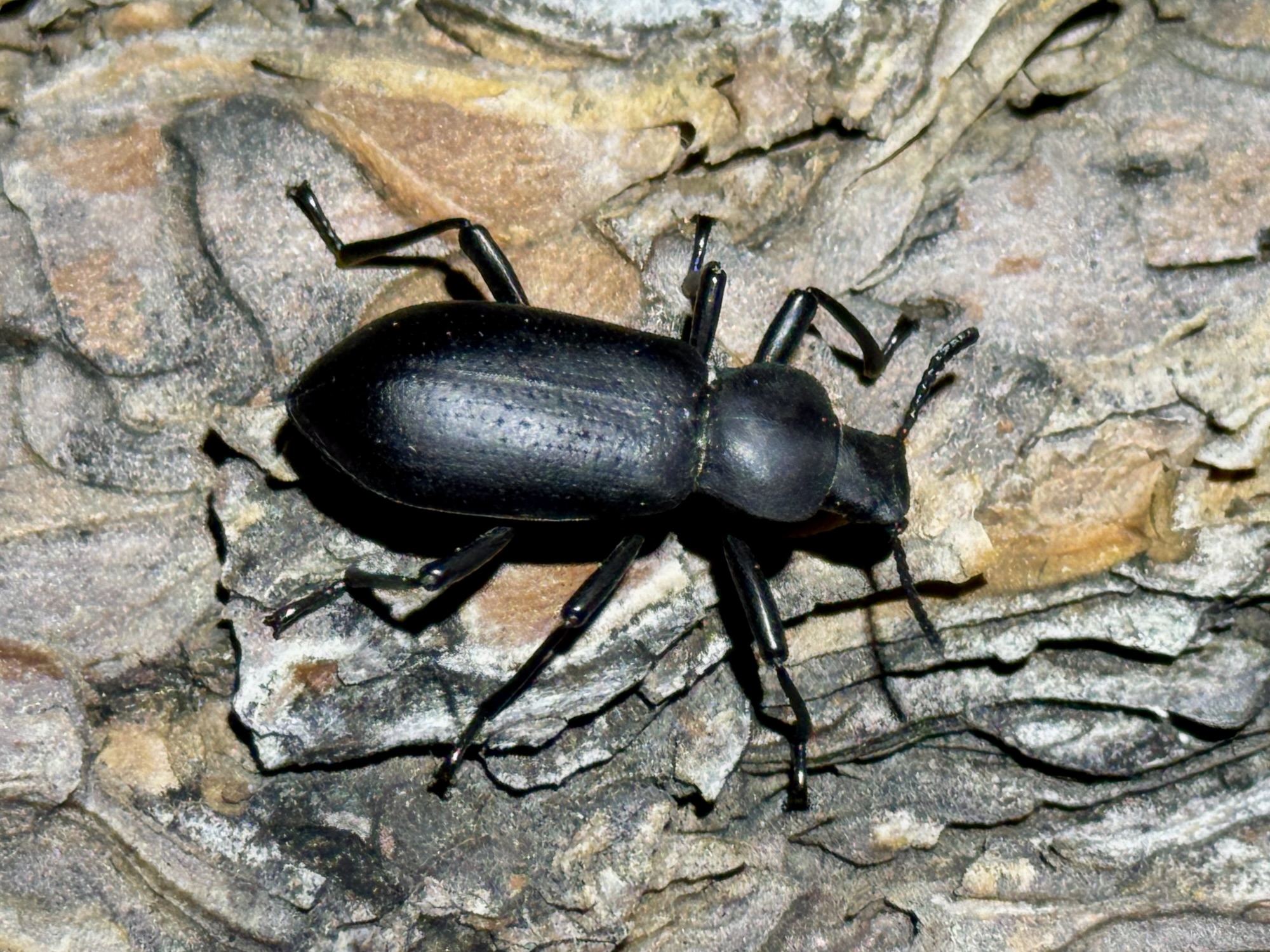 2025 Southwestern U.S. Insect Collecting Trip iReport: Act 1