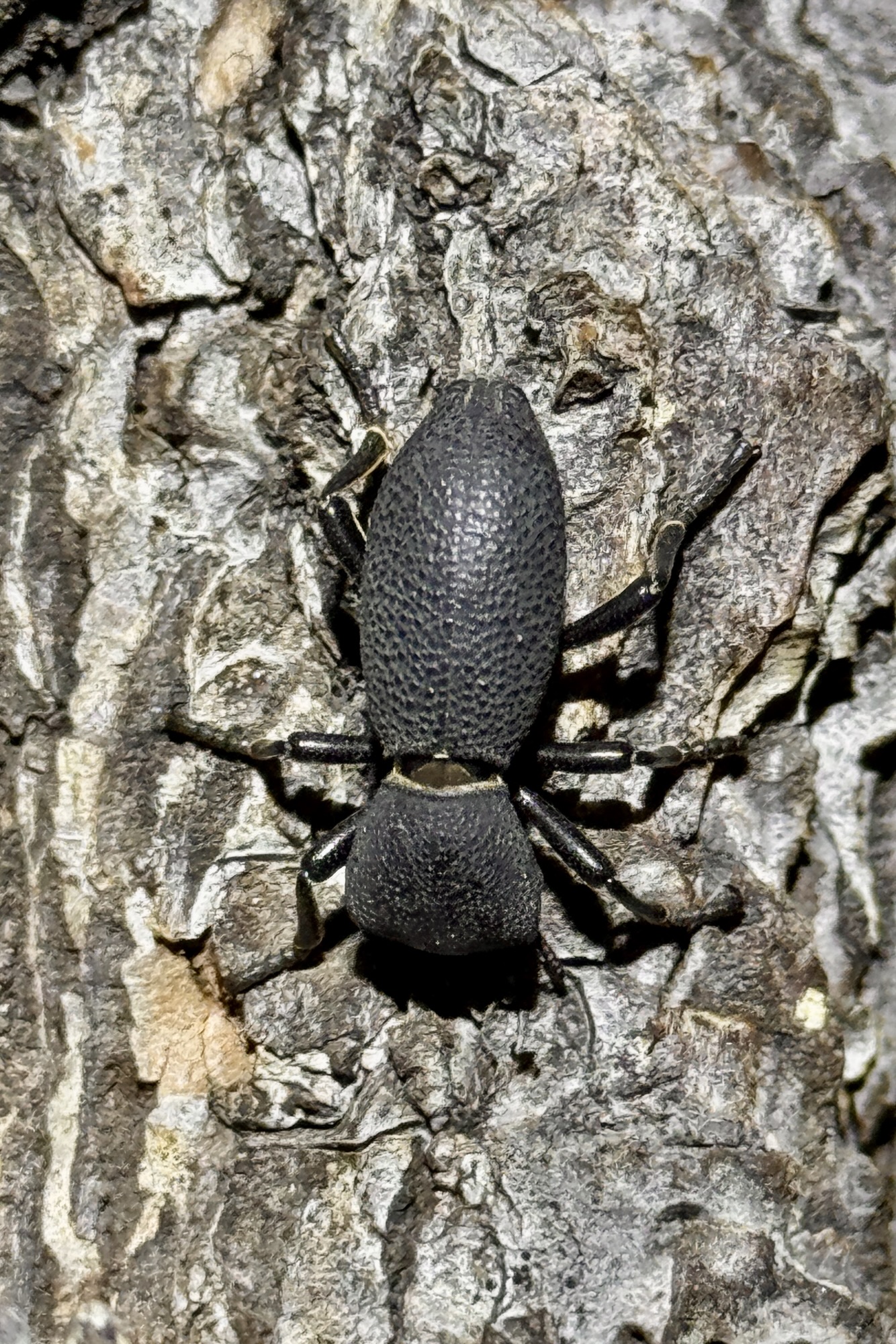 2025 Southwestern U.S. Insect Collecting Trip iReport: Act 1
