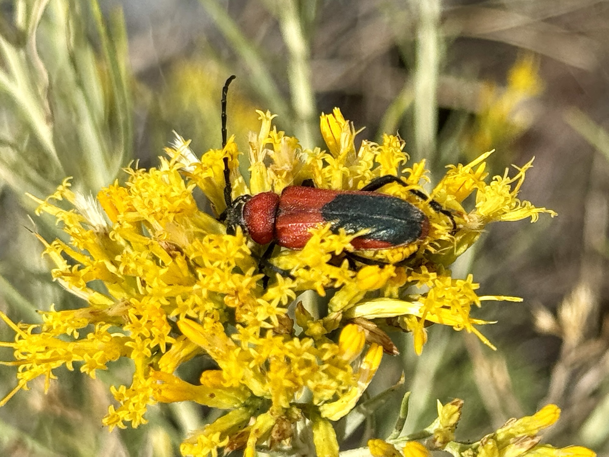 New Mexico | Beetles In The Bush
