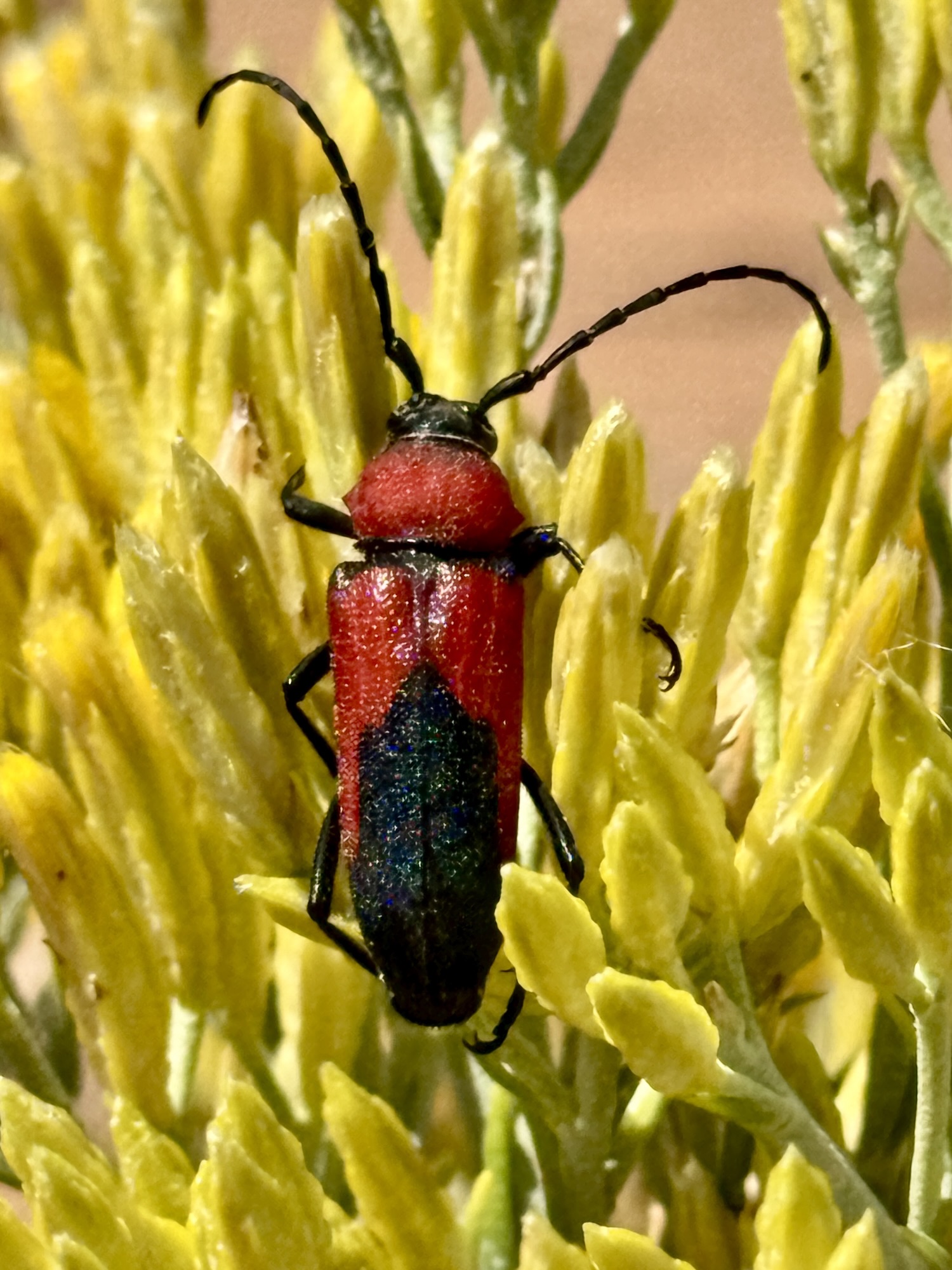 New Mexico | Beetles In The Bush
