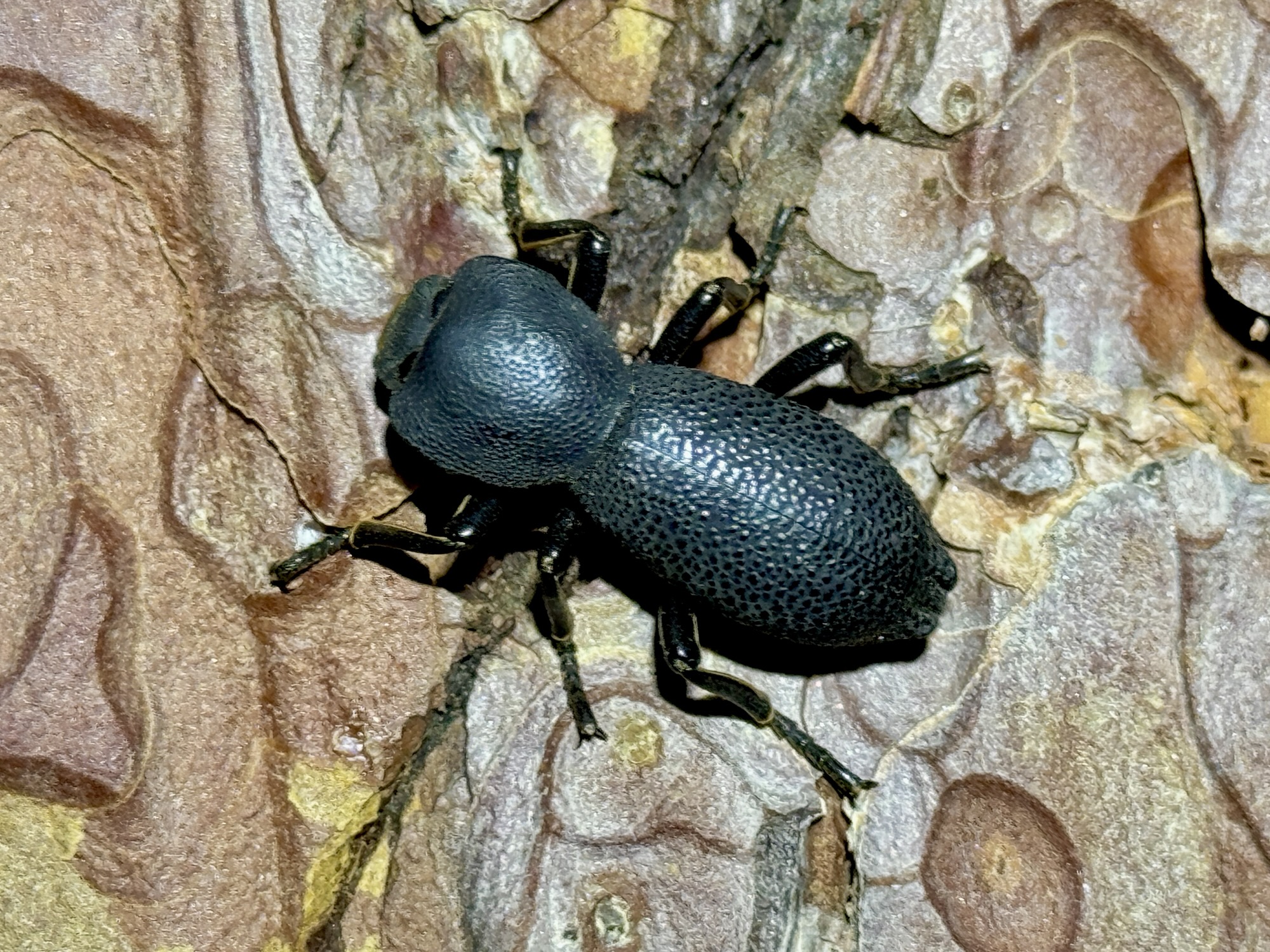 New Mexico | Beetles In The Bush