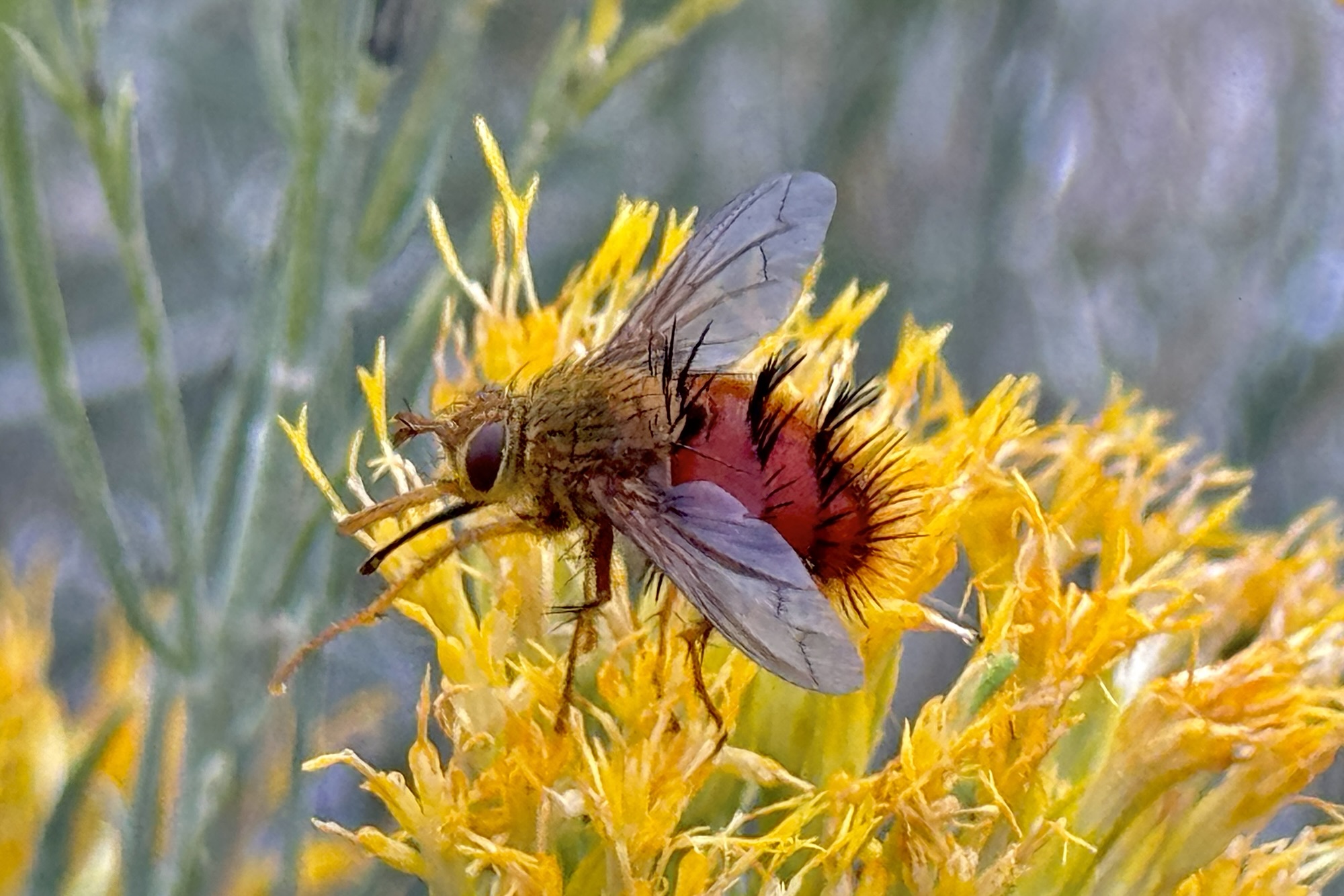 New Mexico | Beetles In The Bush