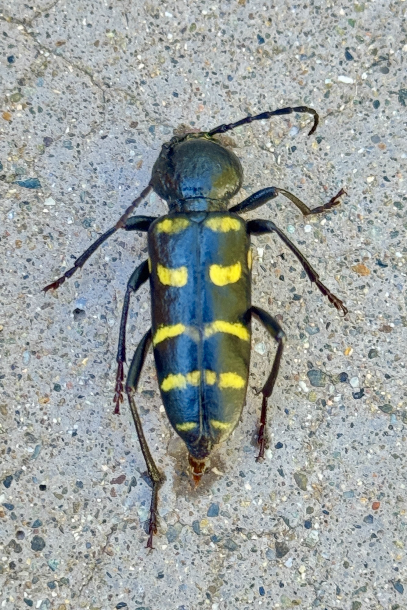 New Mexico | Beetles In The Bush