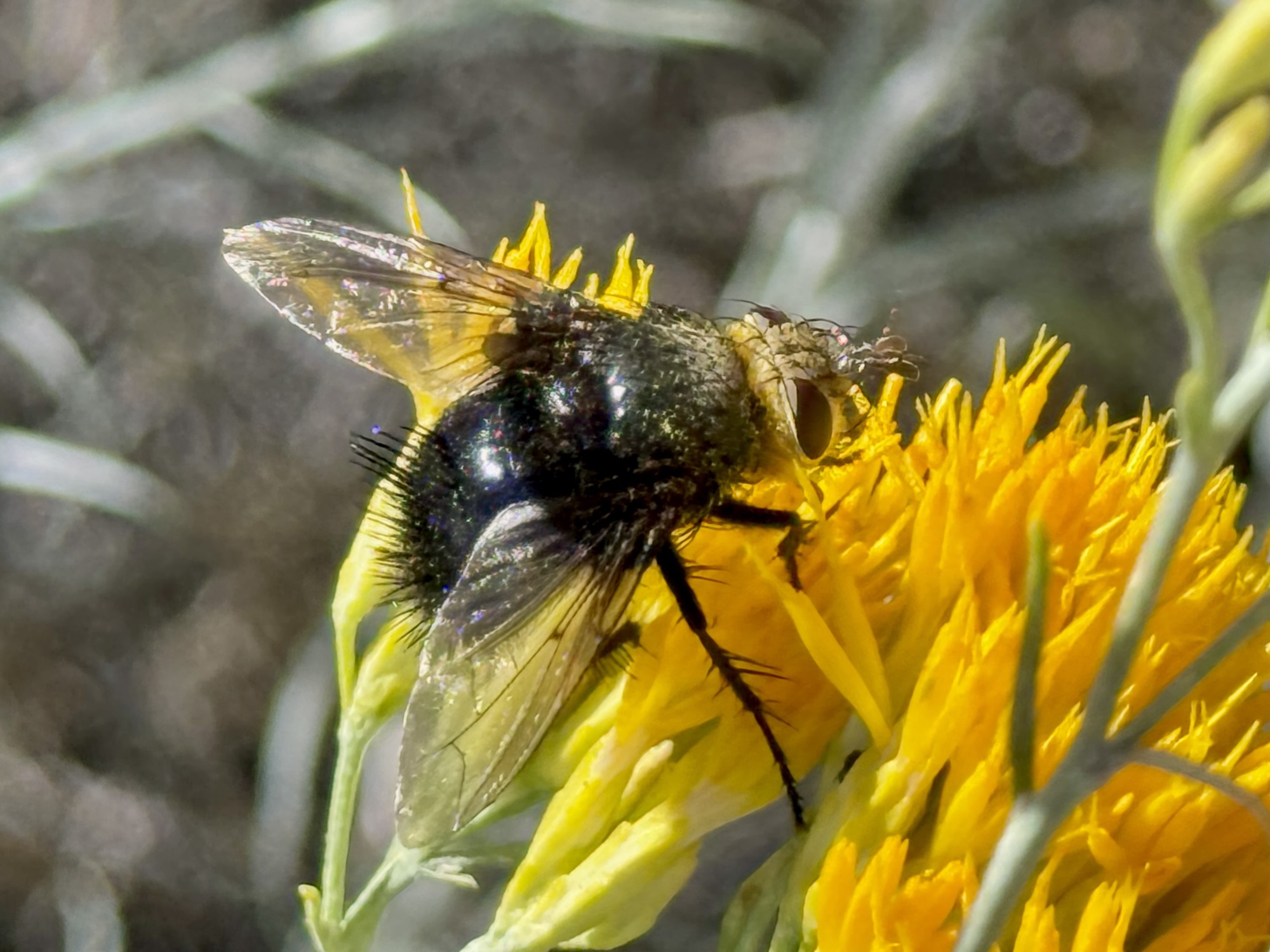 New Mexico | Beetles In The Bush