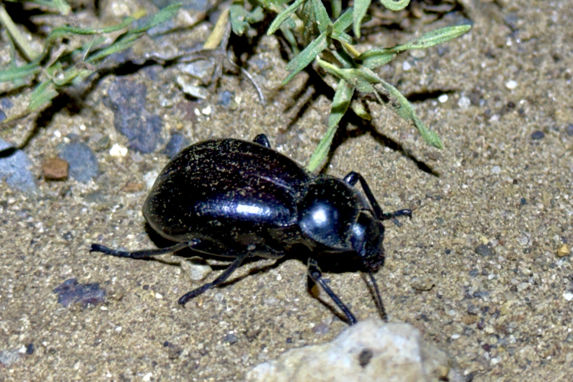 New Mexico | Beetles In The Bush