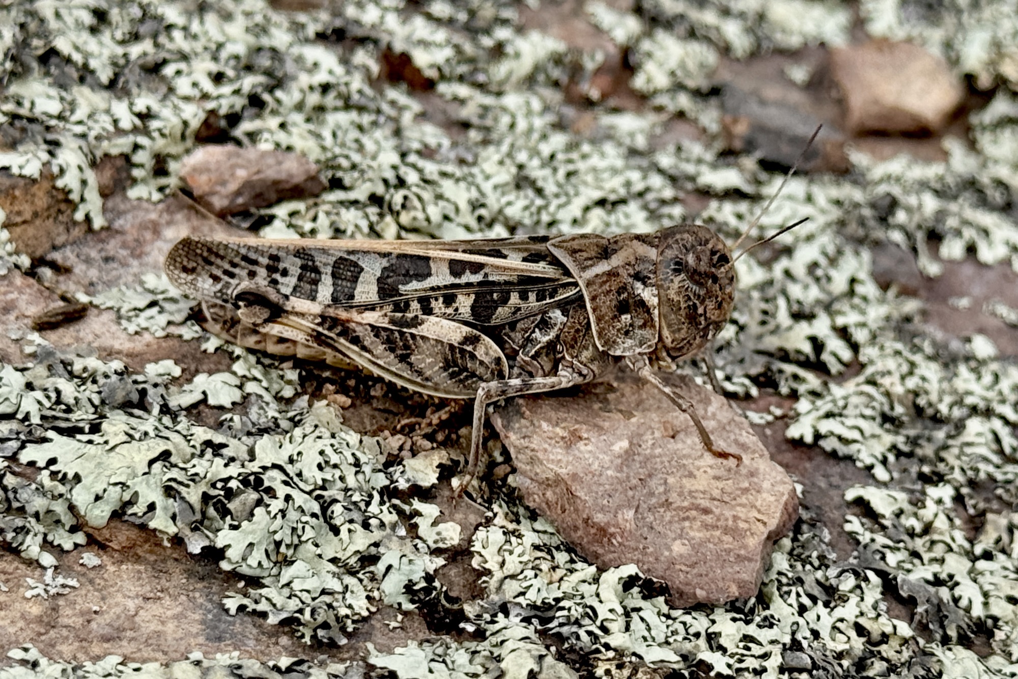 Tettigoniidae | Beetles In The Bush