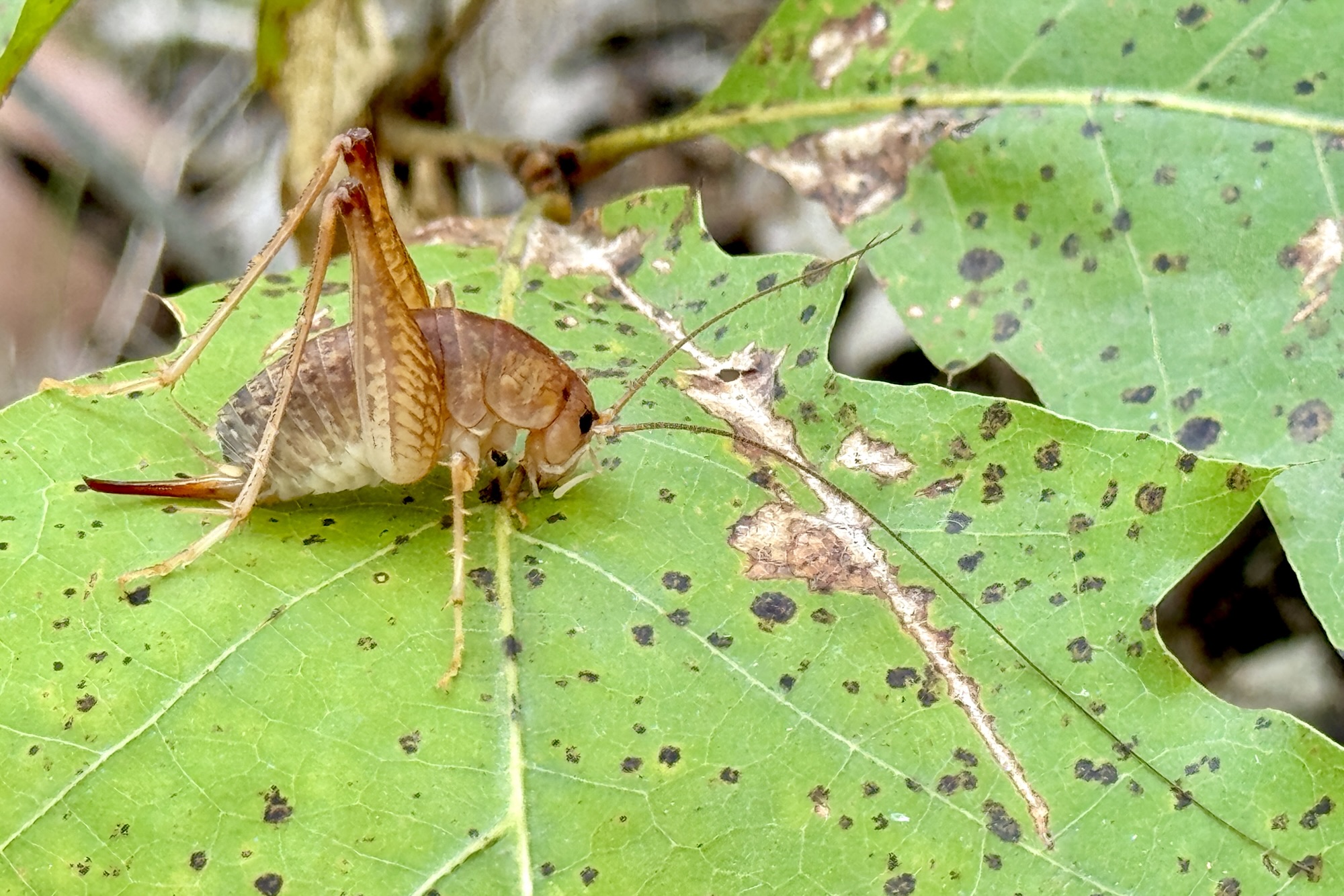 Tettigoniidae | Beetles In The Bush